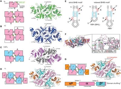 Recent Insights Into the Structure, Function, and Evolution of the RNA-Splicing Endonucleases